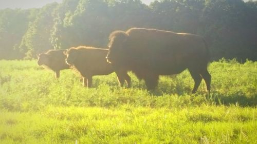 Cows grazing in field