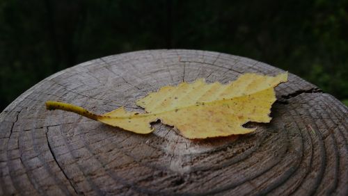 Close-up of maple leaf on tree stump