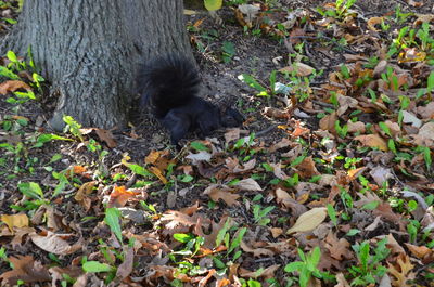 Close-up of black lizard