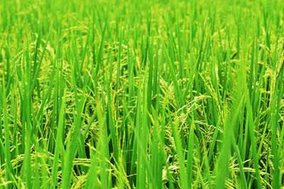 Full frame shot of corn field