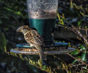 Close-up of sparrow on feeder at dusk
