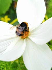 Close-up of insect on flower