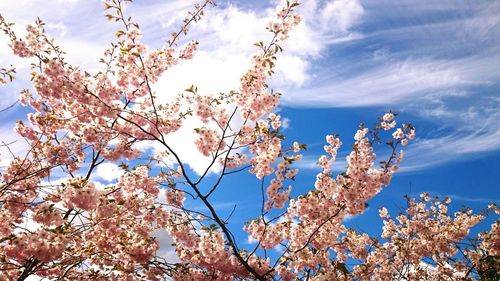 Low angle view of cherry blossom tree