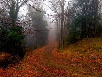 Road passing through forest