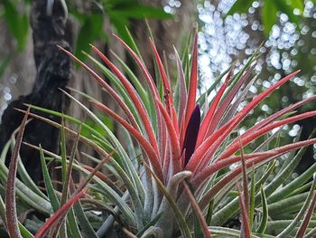 Close-up of red flowering plant