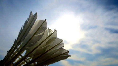 Low angle view of flowering plant against sky