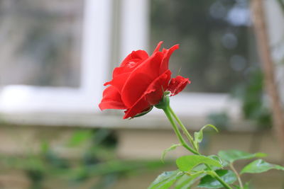 Close-up of red rose