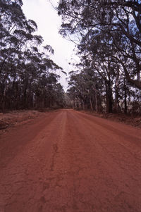 Empty road along trees