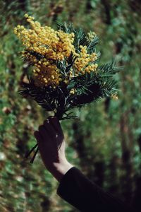 Close-up of hand holding plant