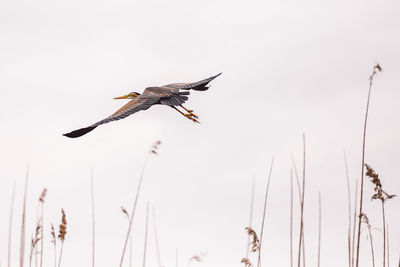 Low angle view of bird flying against clear sky