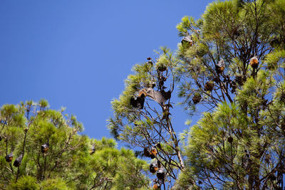 Low angle view of flowering plants against clear blue sky