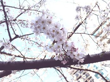 Low angle view of apple blossoms in spring