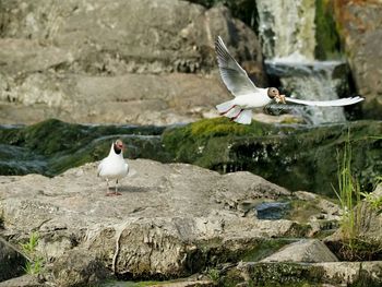 Seagull flying over rock