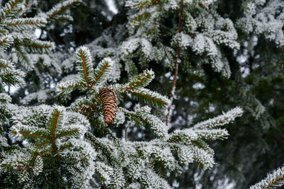 Close-up of pine tree