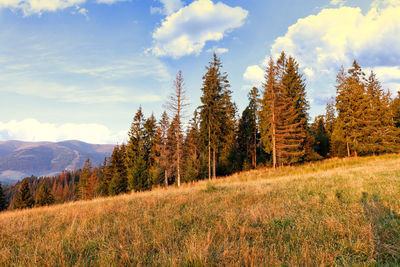 Trees on field against sky