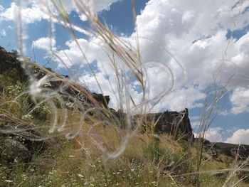 Close-up of grass against sky