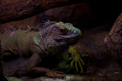 Close-up of lizard on rock