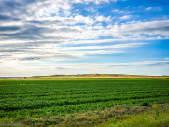 Scenic view of agricultural field against sky