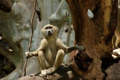 Monkey sitting on tree trunk