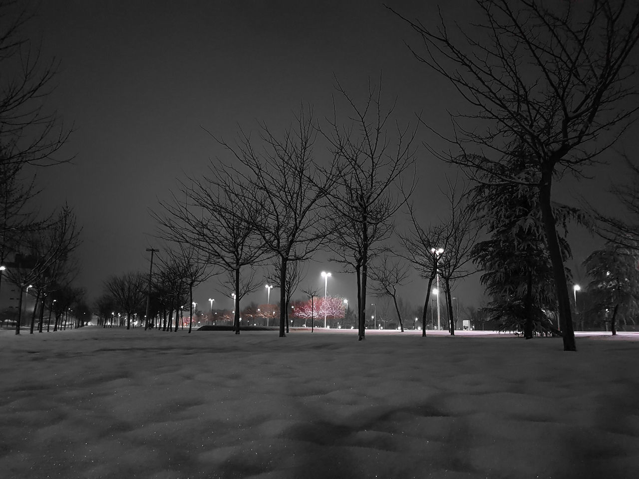 VIEW OF BARE TREES IN WINTER