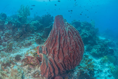 Coral reef and water plants at the tubbataha reefs, philippines