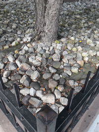 High angle view of stones on tree trunk
