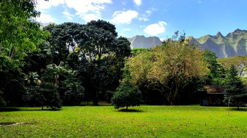 Trees on grassy field