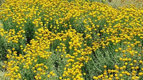 Full frame of yellow flowers blooming in field