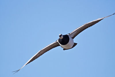 Low angle view of barnacle goose flying against clear blue sky