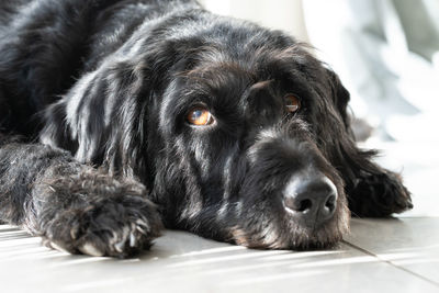 Portrait of dog lying on floor