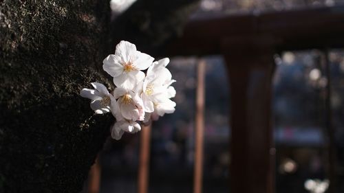 Close-up of white flowers