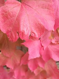 Close-up of pink cherry blossoms