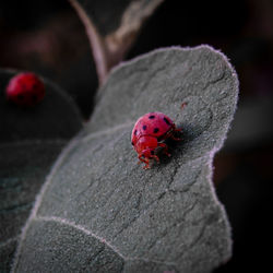 Close-up of ladybug on leaf