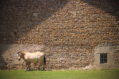 View of a horse on wall