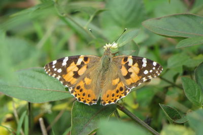 Close-up of butterfly pollinating flower