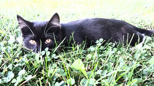 Portrait of cat