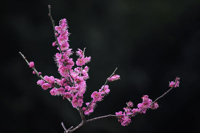 Close-up of pink flowers