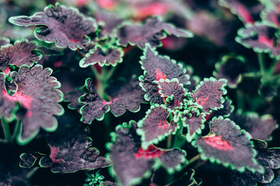 Close-up of red leaves on plant