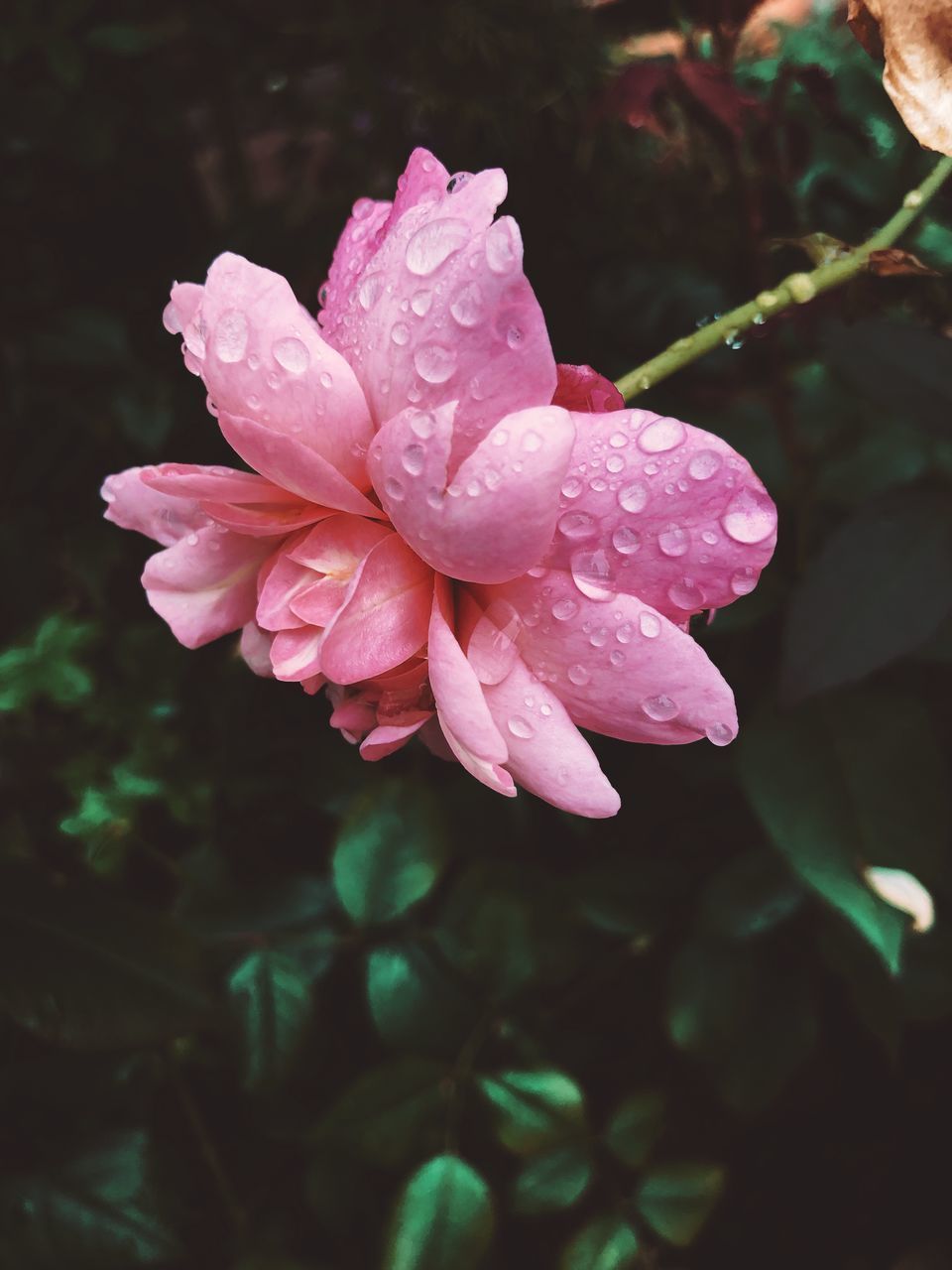 CLOSE-UP OF WET PINK ROSE FLOWER