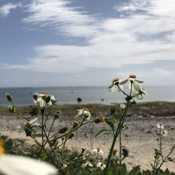 Close-up of flowering plants on land against sky