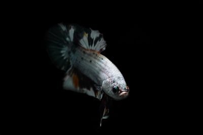 Close-up of fish against black background