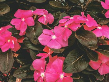 High angle view of pink flowers blooming outdoors