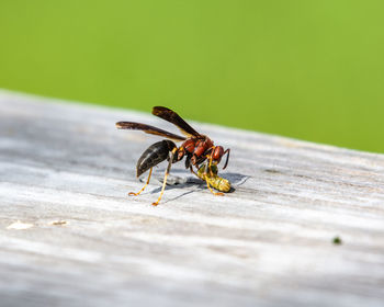 Close-up of insect on wood