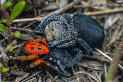Close-up of ladybug on field