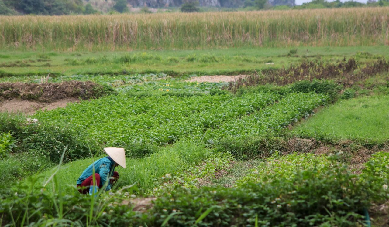 plant, landscape, occupation, one person, green color, grass, nature, land, working, growth, agriculture, farmer, field, environment, farm, rural scene, day, crop, beauty in nature, outdoors, tea crop, tea leaves, farm worker