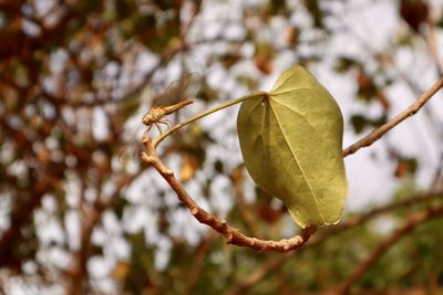 Close-up of autumnal leaves on branch