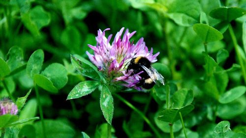 Close-up of bee pollinating on purple flower