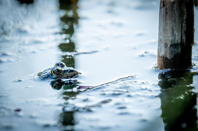 Close-up of frog swimming in lake