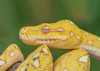 Close-up of snake