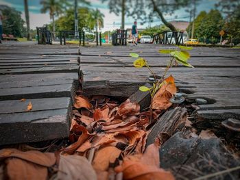 Close-up of fallen leaves on park bench